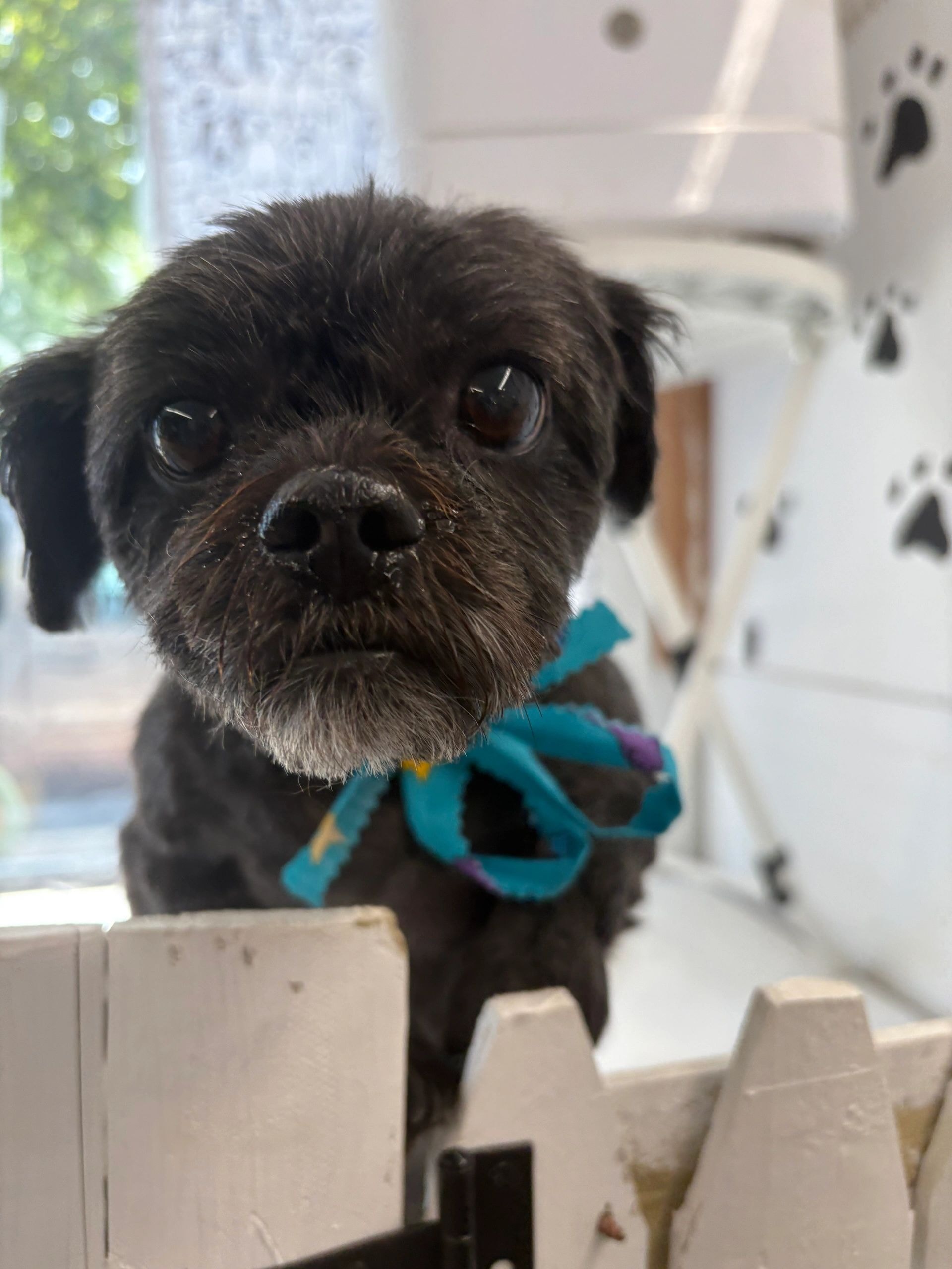 Small black dog with colorful collar in front of paw print wall