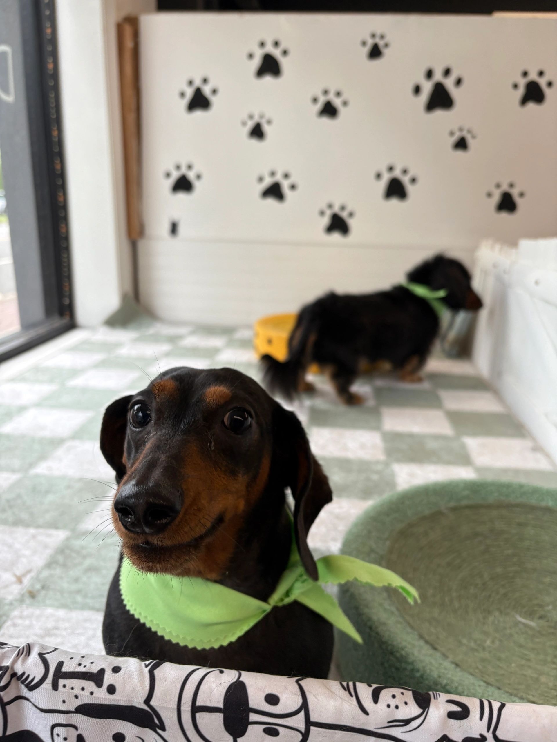 Dachshund wearing green bandana in front of paw print wall