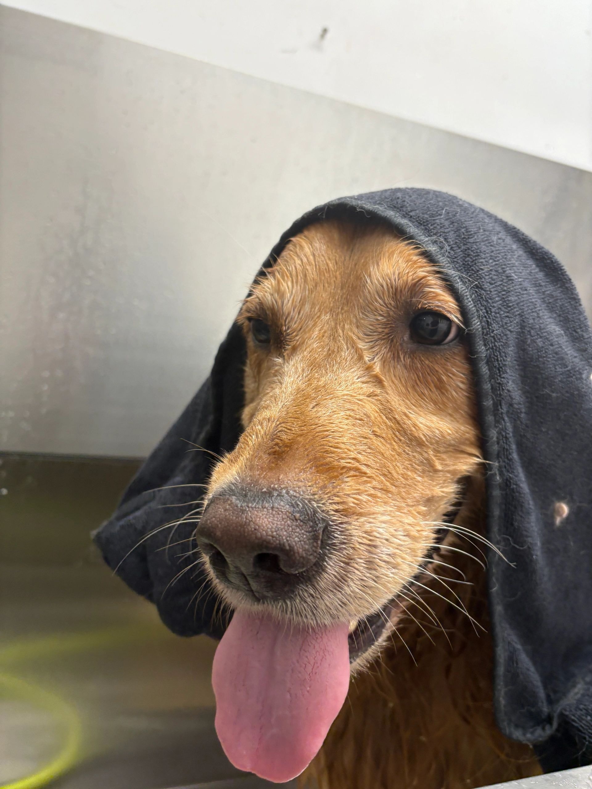 Tan brown dog wearing a knit hoodie with tongue out