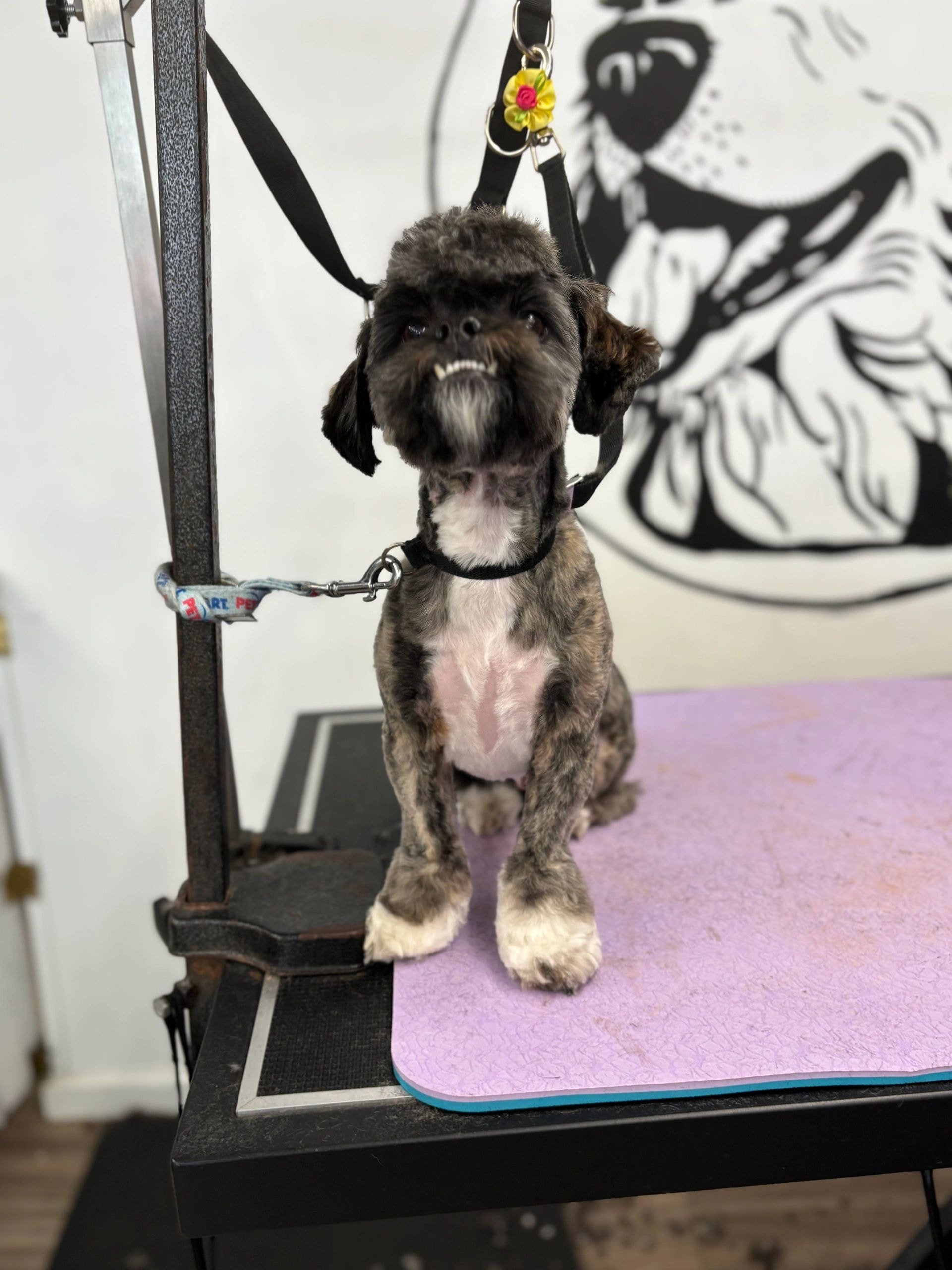 Fluffy dog on pink grooming table with flower charm