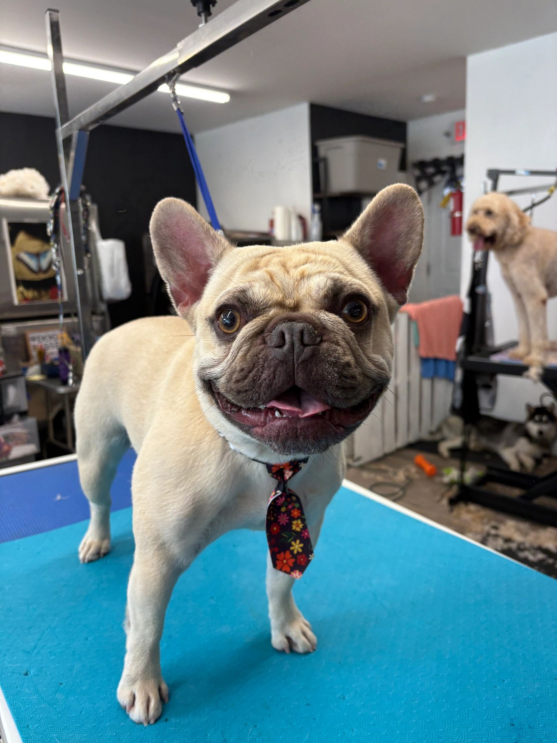 French Bulldog wearing a floral tie on blue mat in grooming facility