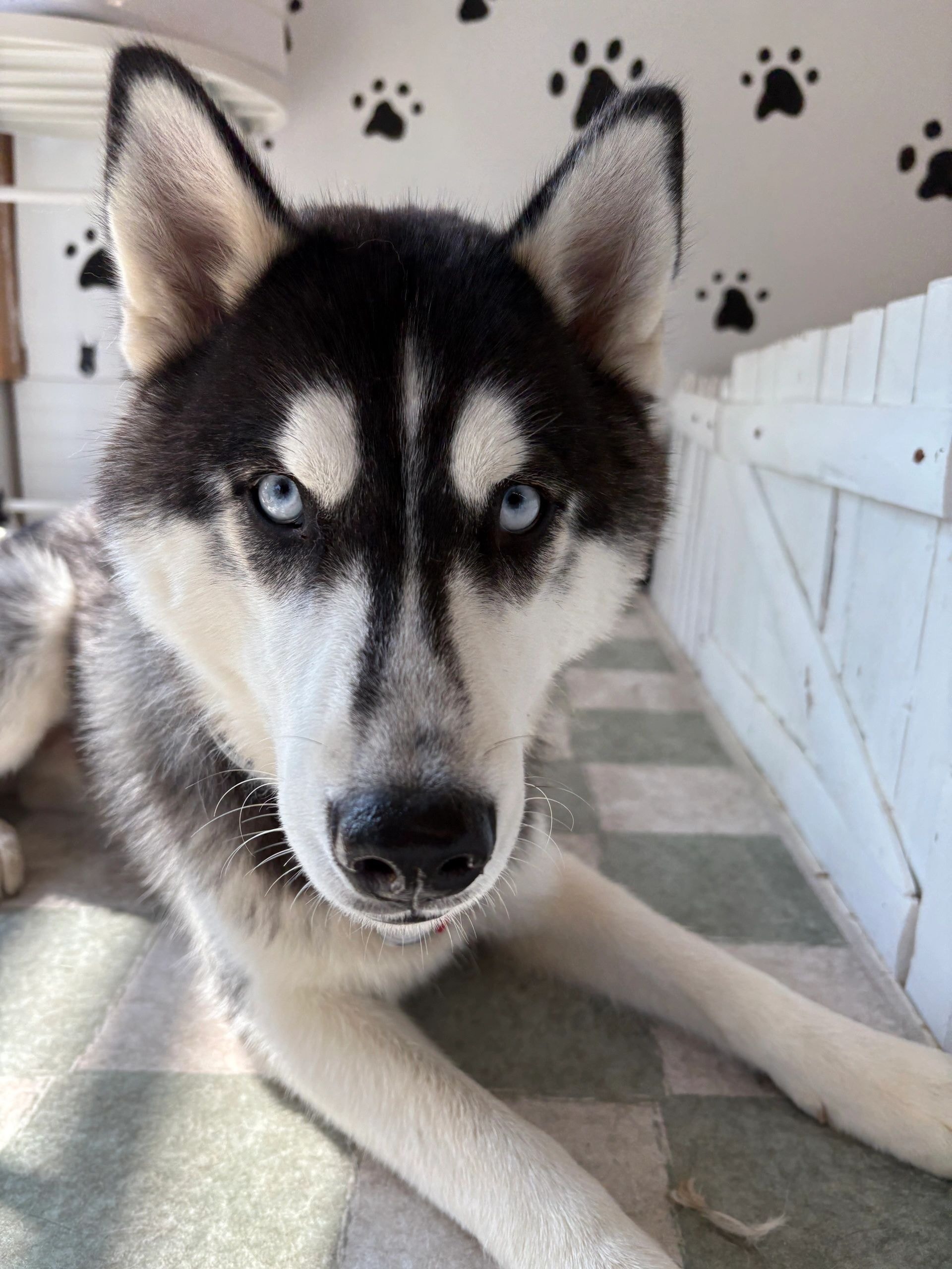 Husky with striking blue eyes in front of paw print wall
