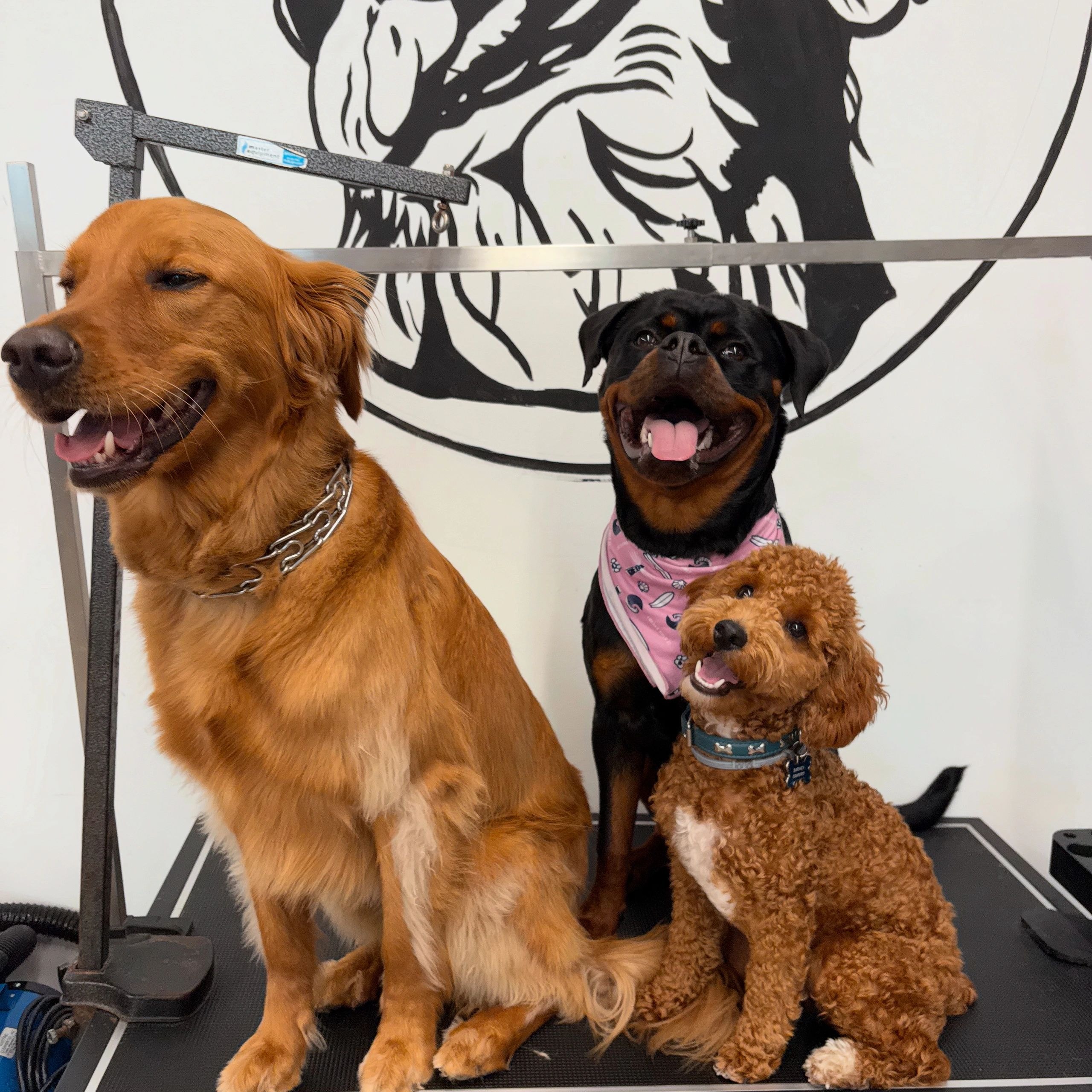 Three happy dogs posing together in front of a mural at The Groom Room Pet Salon