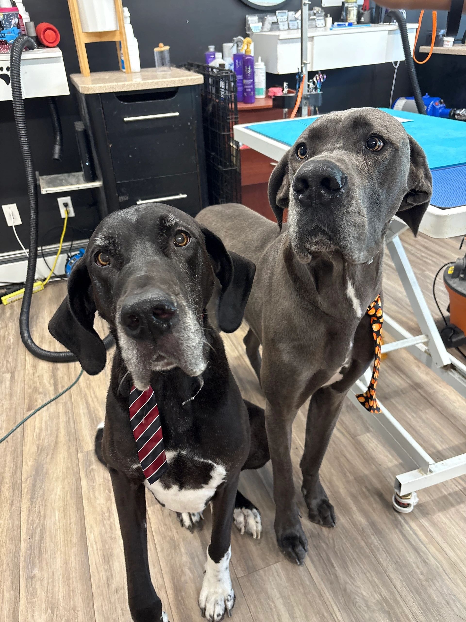Two Labrador Retrievers wearing ties in the grooming facility